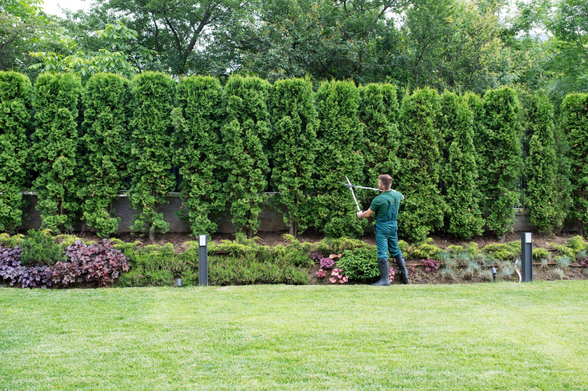 Trimming a shrub in North Austin