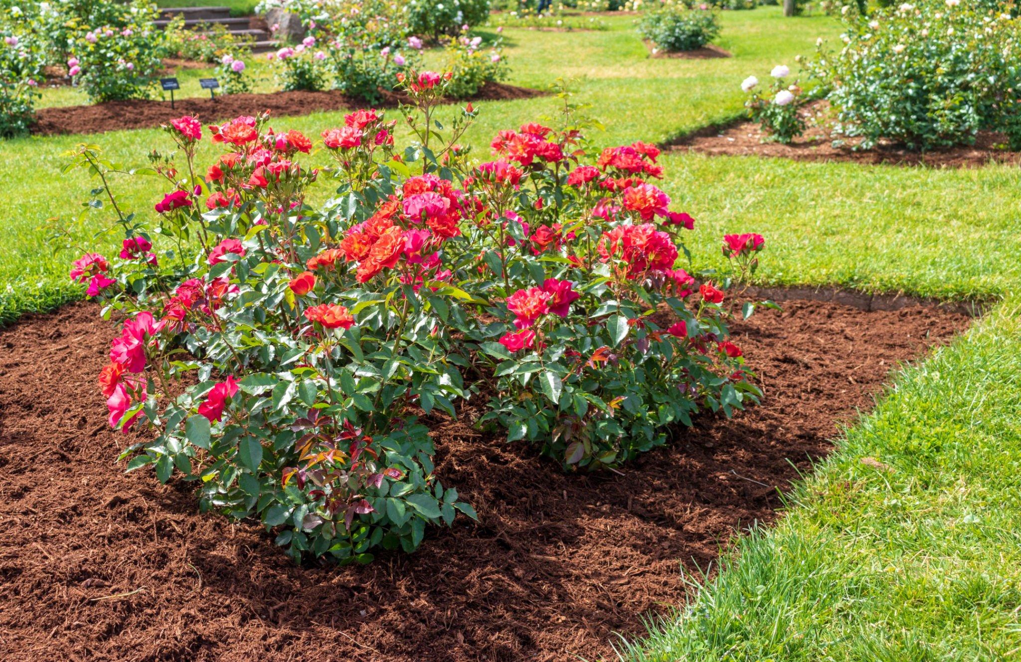 mulching annual flowers in Leander