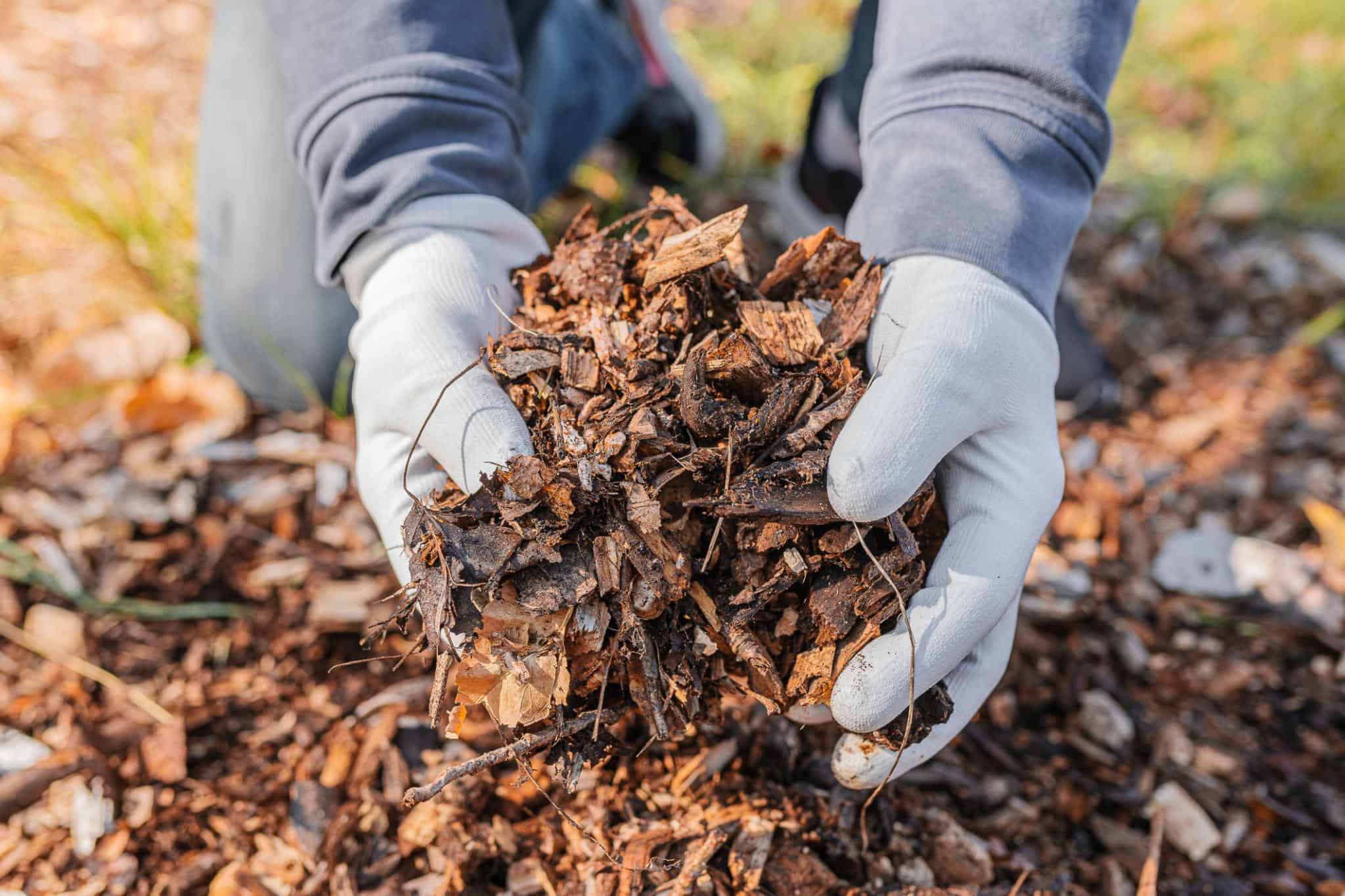 Hands full of Mulch in North Leander