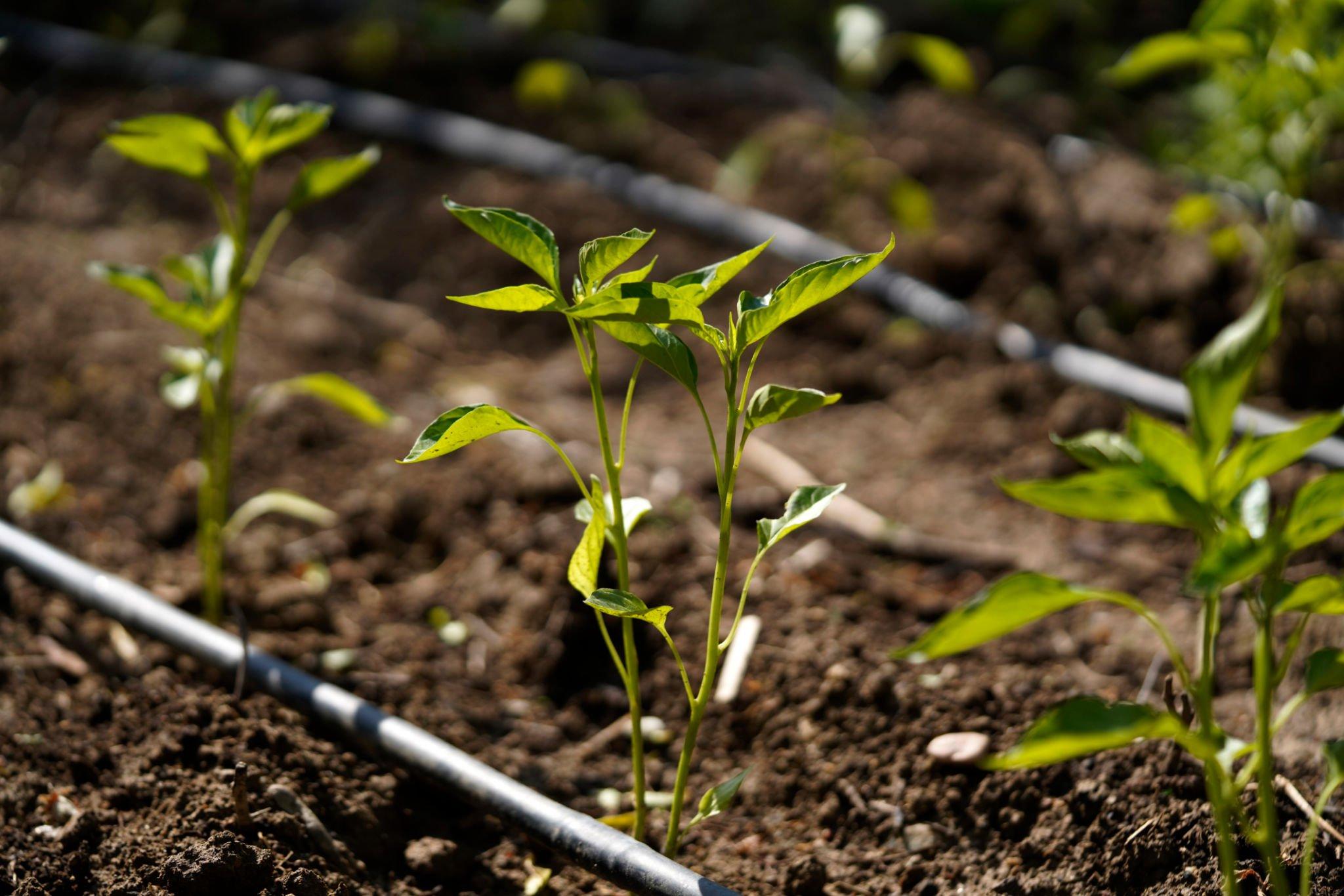 Drip Irrigation in Round Rock