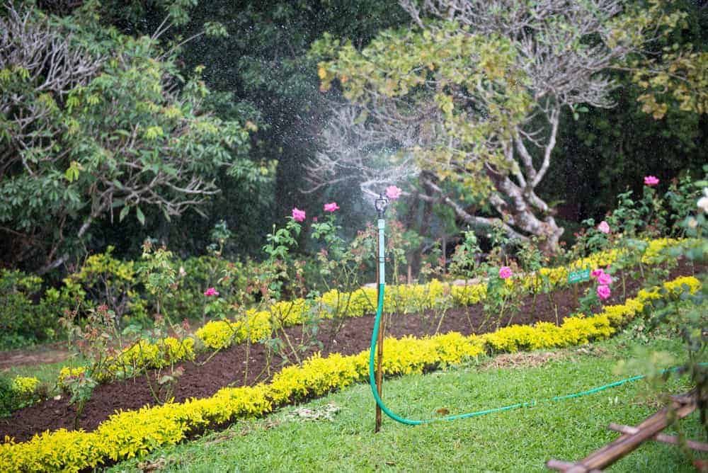 Above-ground sprinkler watering flower beds and grass on residential lawn in Leander, TX.
