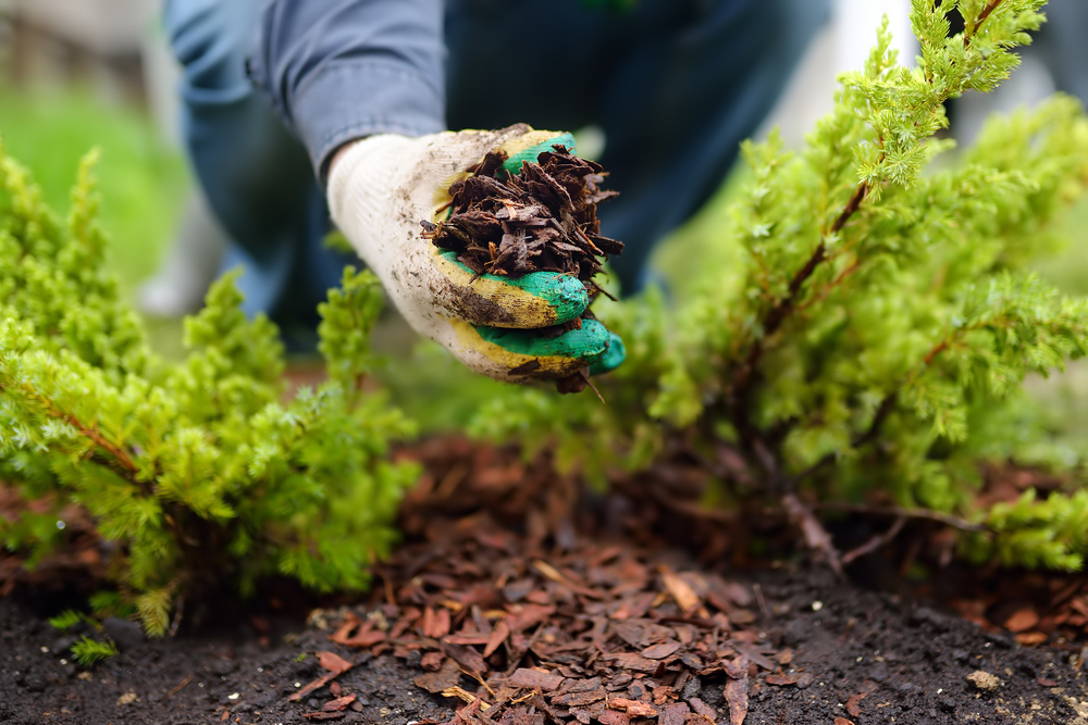Close-up of hands mulching a garden
