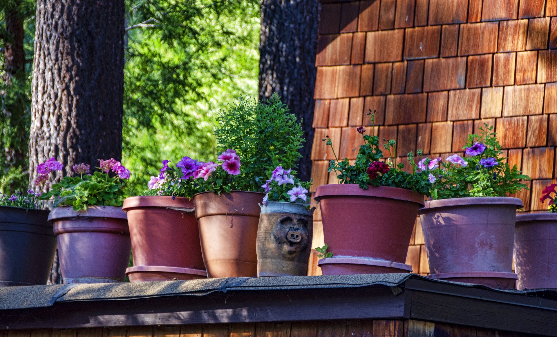 Want to add some color to your lawn and hardscaping in North Austin, Round Rock, or Cedar Park? Southern Love is ready to help!