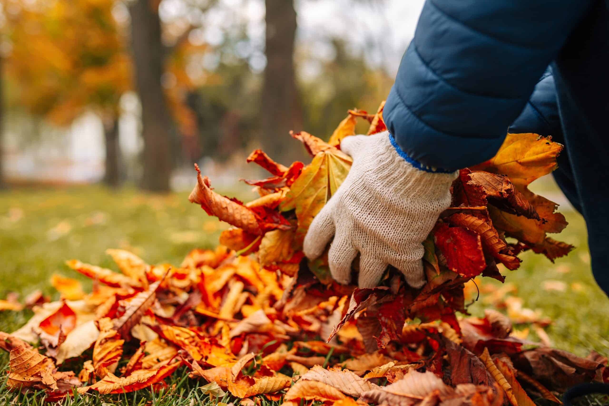 Transform your landscape this season with Southern Love’s expert fall cleanups.