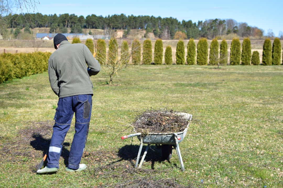 Man uses a rake to collect branches into a wheelbarrow during seasonal yard cleanup on a large grassy lawn with tree-lined border.