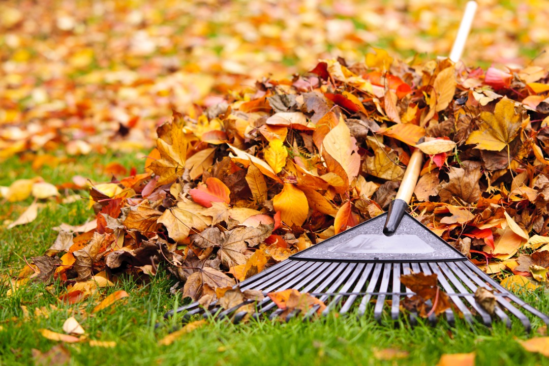 Close-up of a rake on a green lawn with a pile of colorful autumn leaves, showing fall yard cleanup in progress.