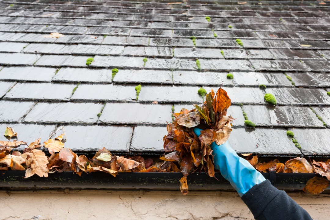 Hand in blue glove removes wet leaves from clogged roof gutter lined with moss-covered shingles during home maintenance.