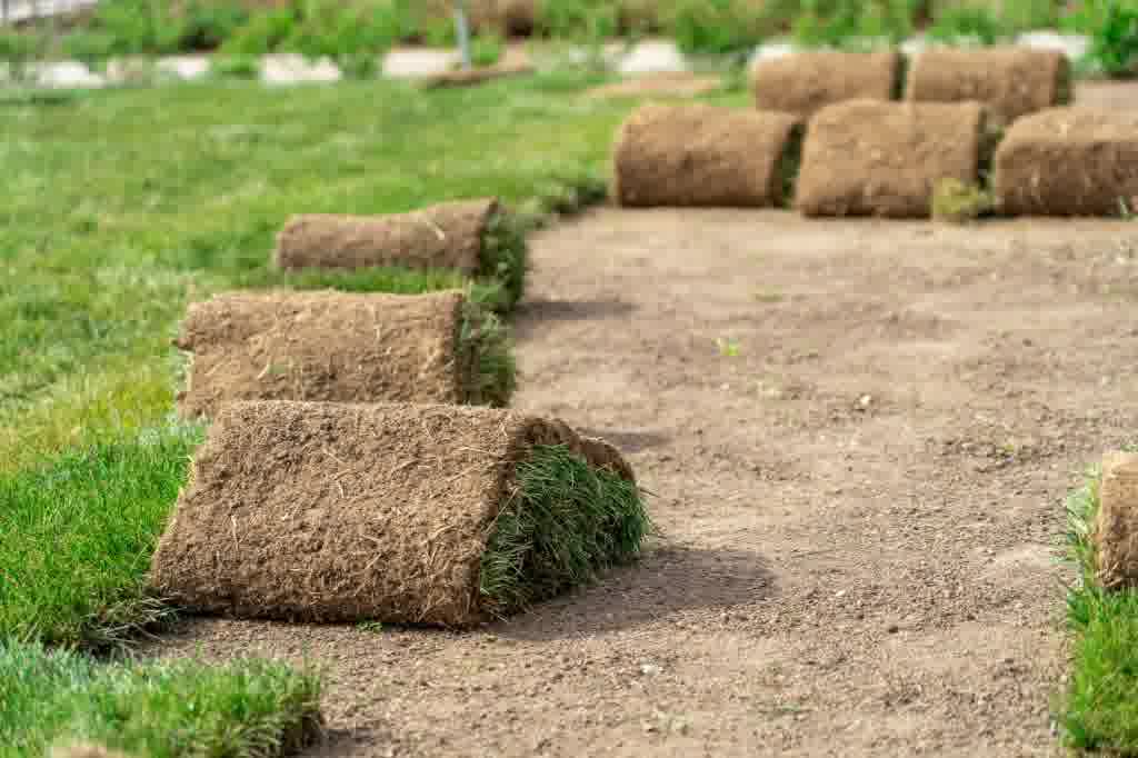 Multiple rolls of fresh sod in the process of being installed.