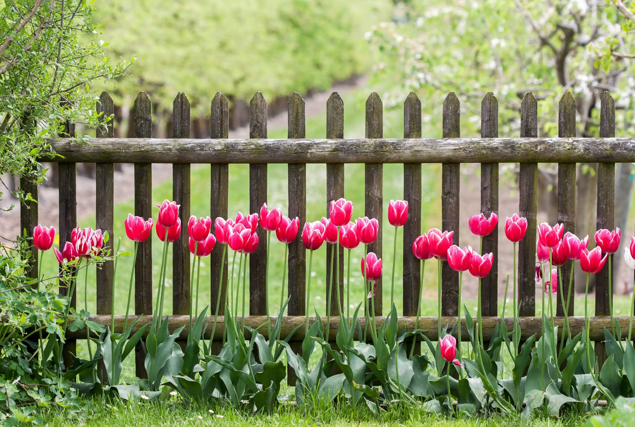 Wooden picket fence with blooming pink tulips in a green garden, adding rustic charm and vibrant color to the outdoor space.